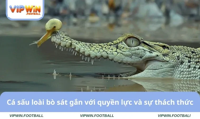 Nằm Mơ Thấy Cá Sấu Và Bí Ẩn Giải Mã Sổ Mơ Phát Tài Lộc 1 Cá sấu loài bò sát gắn với quyền lực và sự thách thức