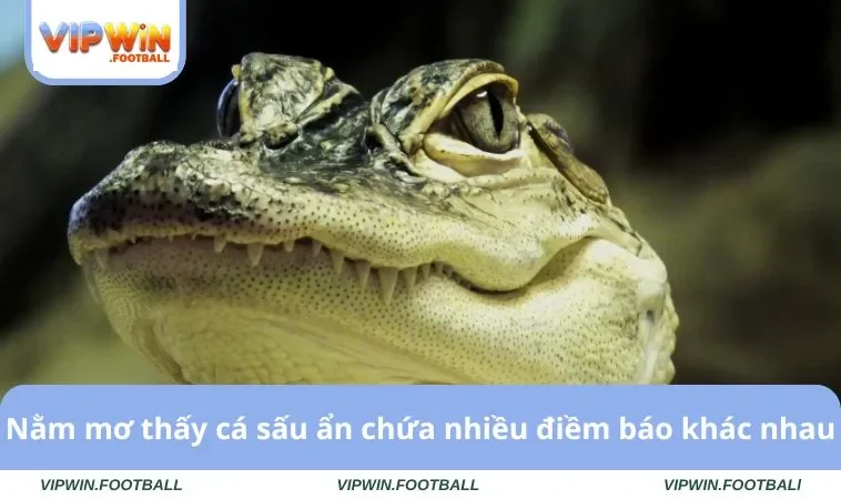 Nằm Mơ Thấy Cá Sấu Và Bí Ẩn Giải Mã Sổ Mơ Phát Tài Lộc 2 Nằm mơ thấy cá sấu ẩn chứa nhiều điềm báo khác nhau